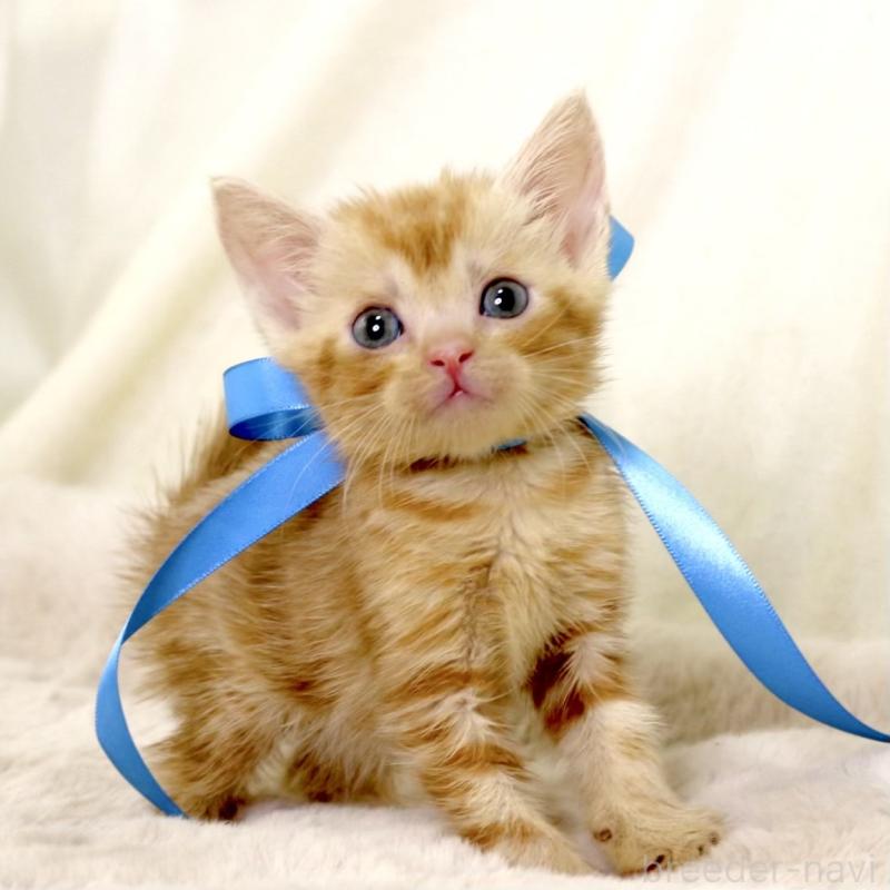 販売中の栃木県のマンチカン-131404の6枚目