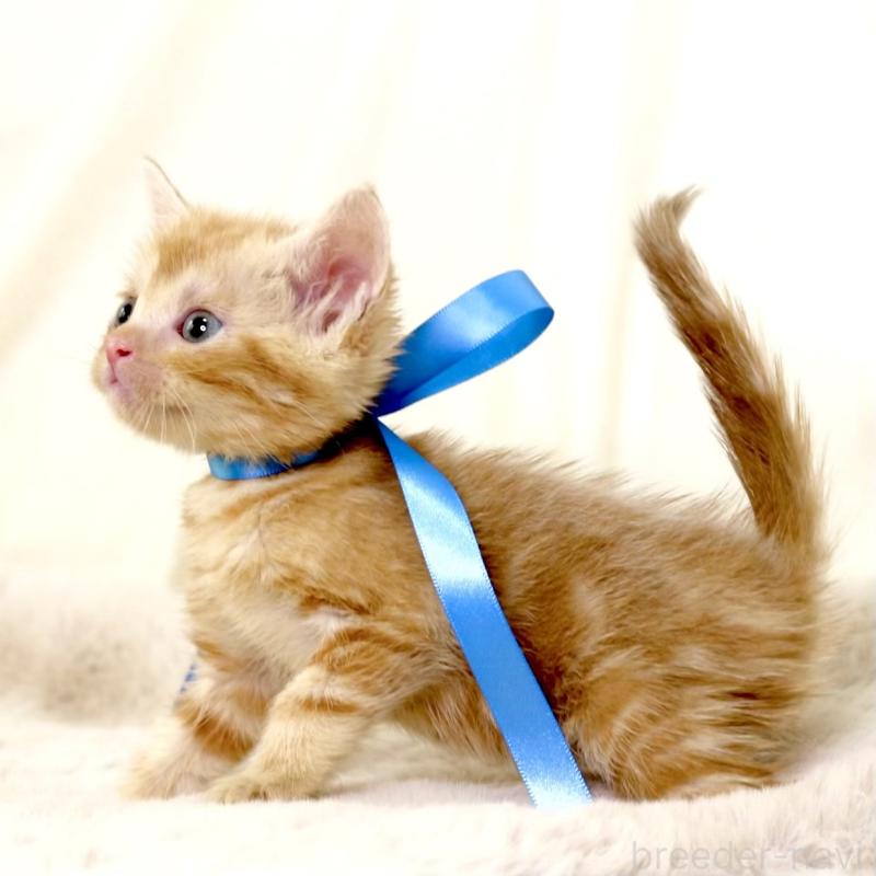 販売中の栃木県のマンチカン-131404の5枚目