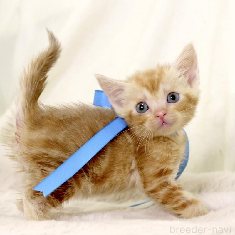 販売中の栃木県のマンチカン-131404の4枚目