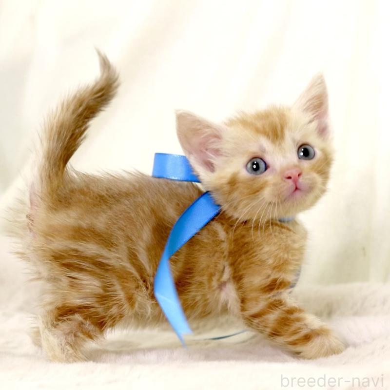 販売中の栃木県のマンチカン-131404の3枚目