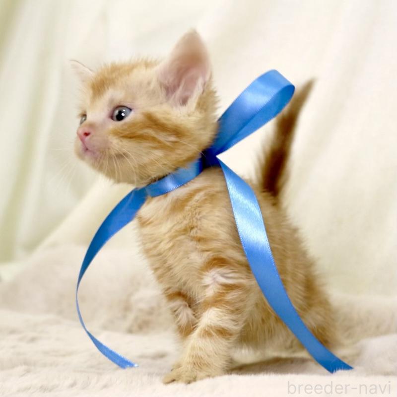 販売中の栃木県のマンチカン-131404の2枚目