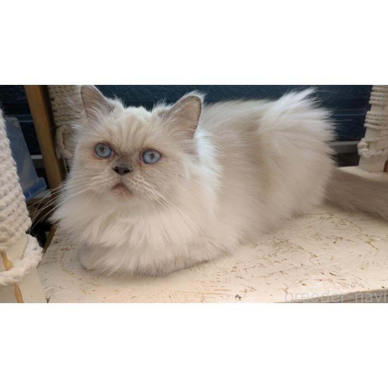 販売中の大阪府のミヌエット-126295の4枚目