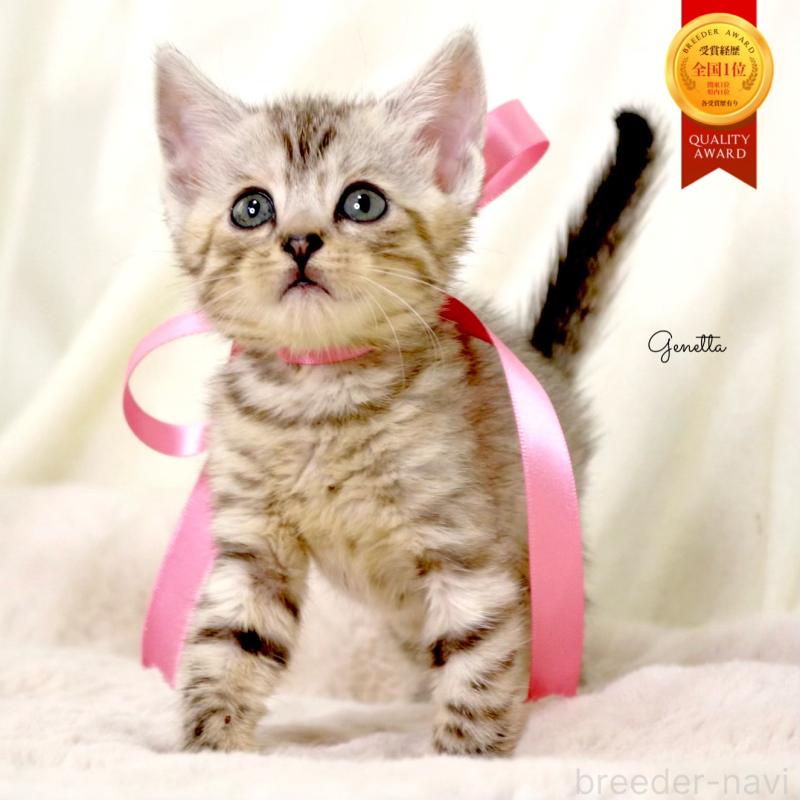 販売中の栃木県のジェネッタ-131405の1枚目