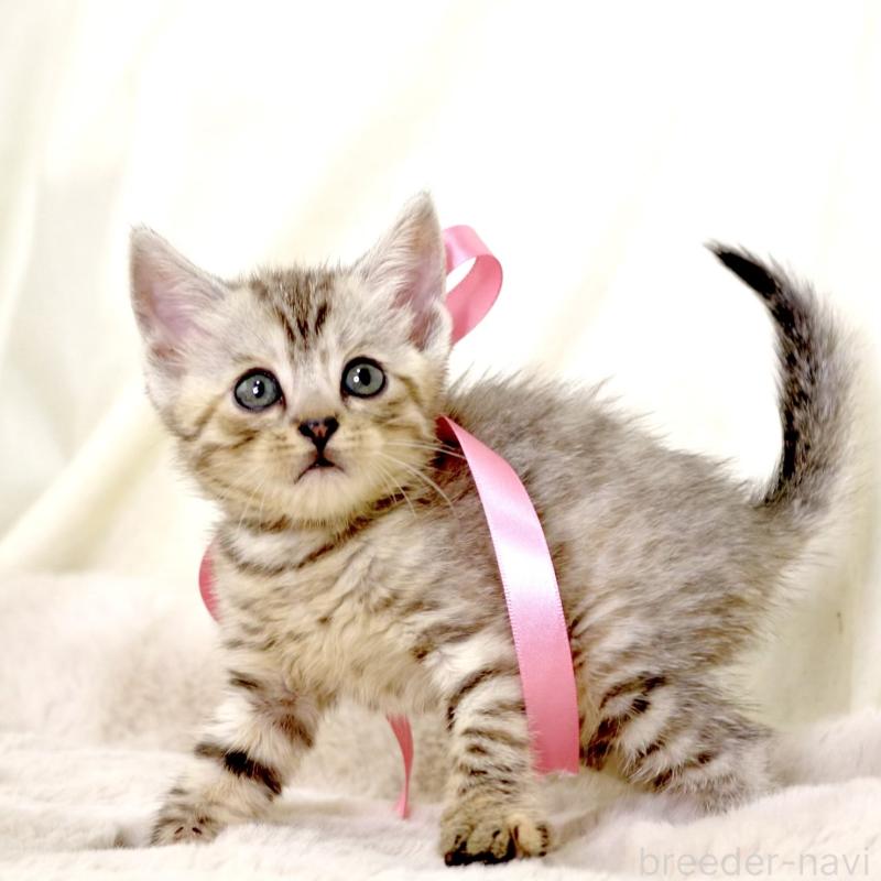 販売中の栃木県のジェネッタ-131405の10枚目