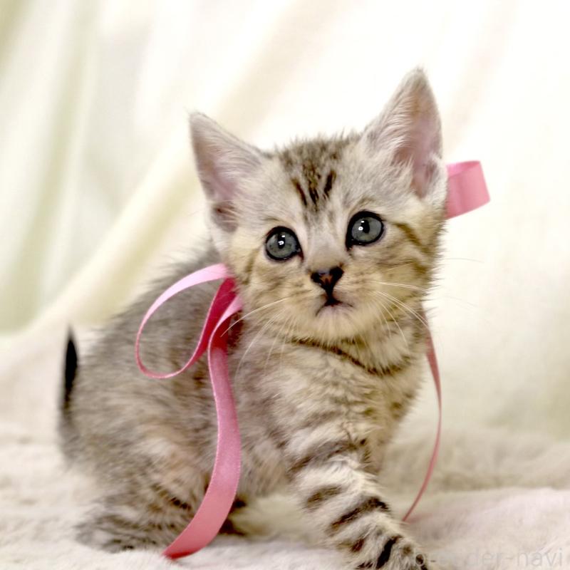 販売中の栃木県のジェネッタ-131405の9枚目