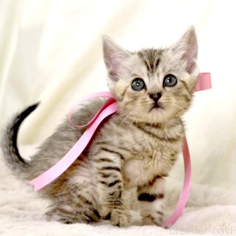 販売中の栃木県のジェネッタ-131405の8枚目