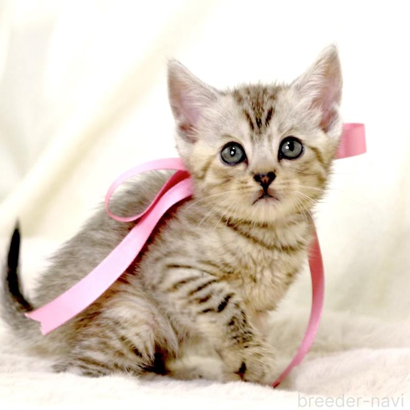 販売中の栃木県のジェネッタ-131405の7枚目