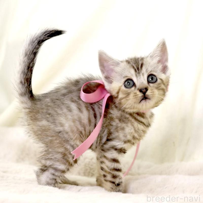 販売中の栃木県のジェネッタ-131405の6枚目