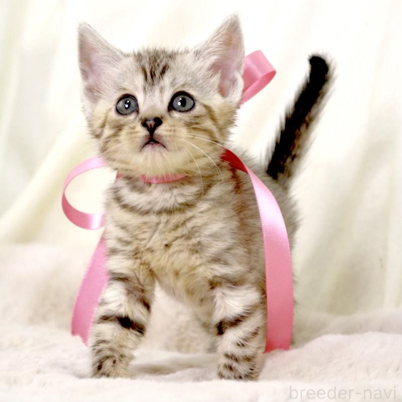 販売中の栃木県のジェネッタ-131405の5枚目