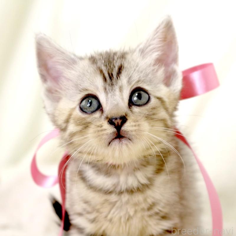 販売中の栃木県のジェネッタ-131405の4枚目