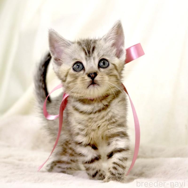 販売中の栃木県のジェネッタ-131405の3枚目