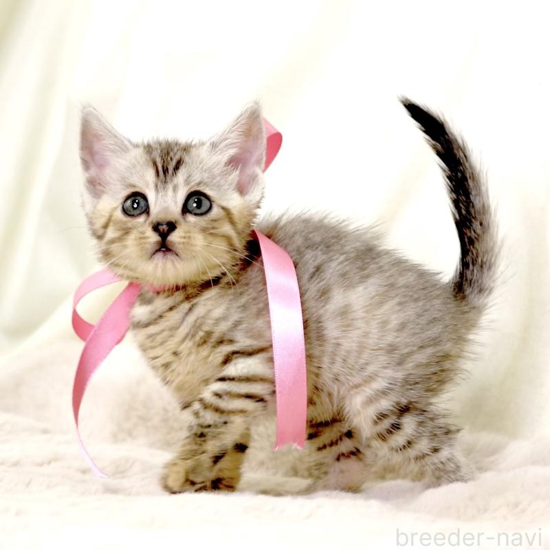 販売中の栃木県のジェネッタ-131405の2枚目