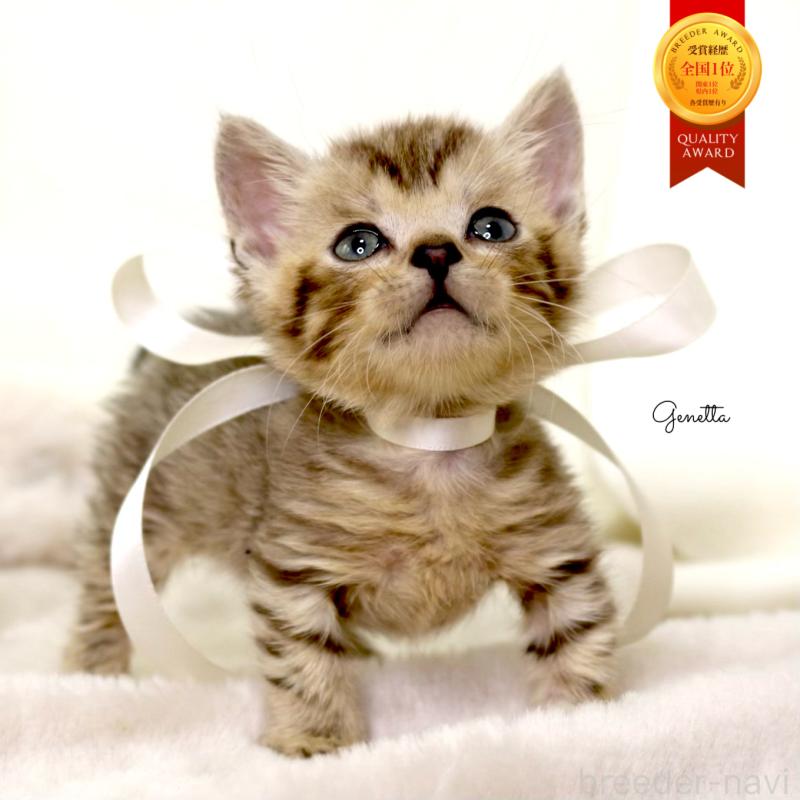 販売中の栃木県のジェネッタ-131406