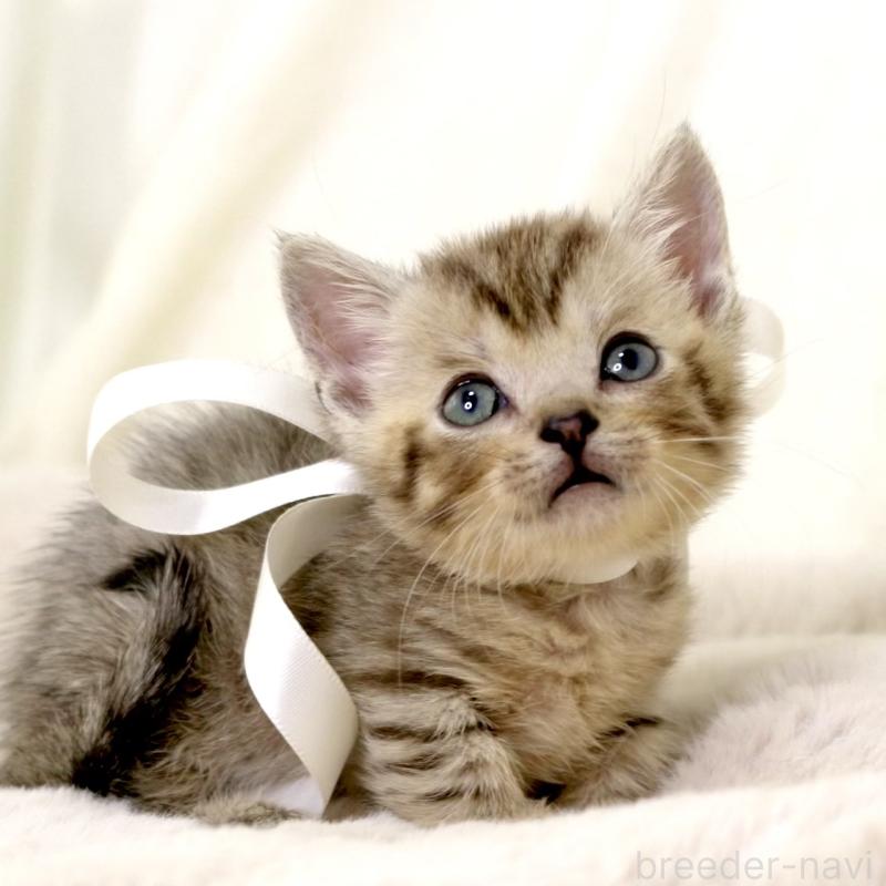 販売中の栃木県のジェネッタ-131406の10枚目