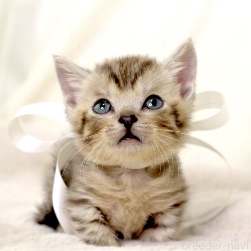 販売中の栃木県のジェネッタ-131406の9枚目