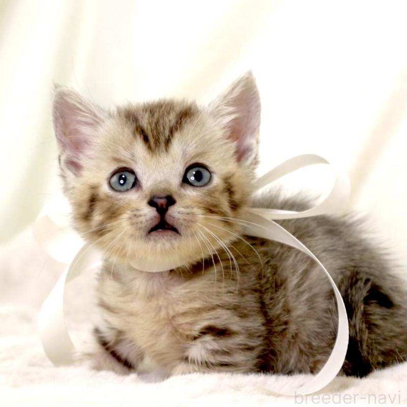 販売中の栃木県のジェネッタ-131406の8枚目