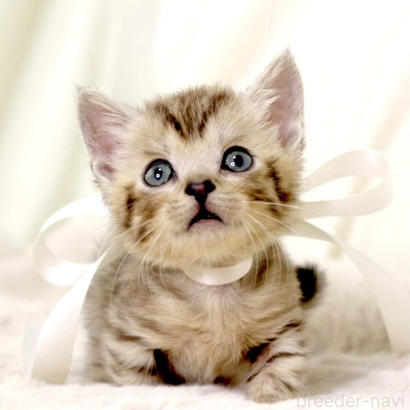 販売中の栃木県のジェネッタ-131406の7枚目