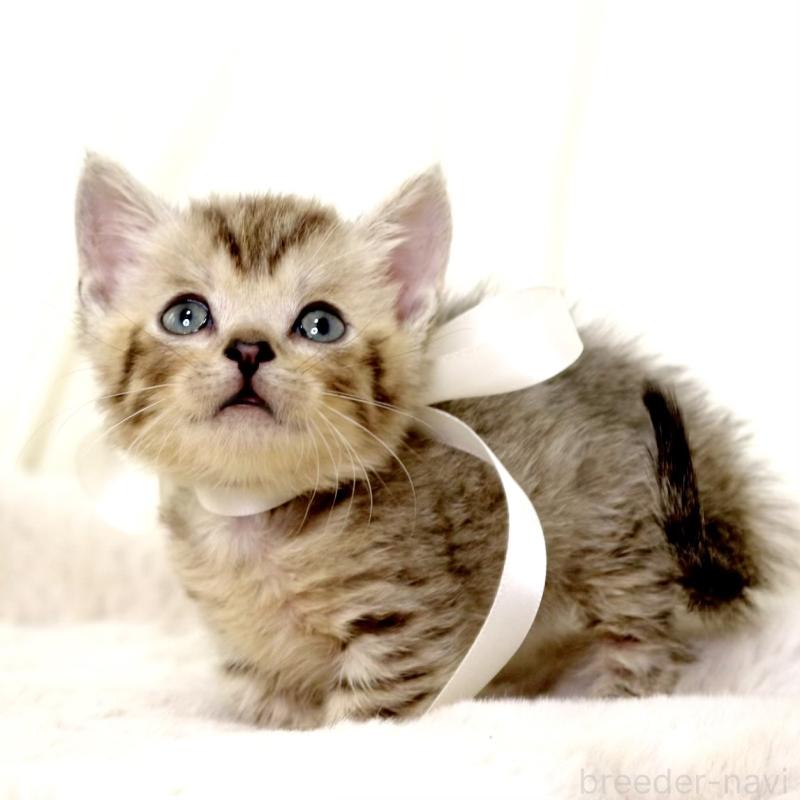 販売中の栃木県のジェネッタ-131406の6枚目