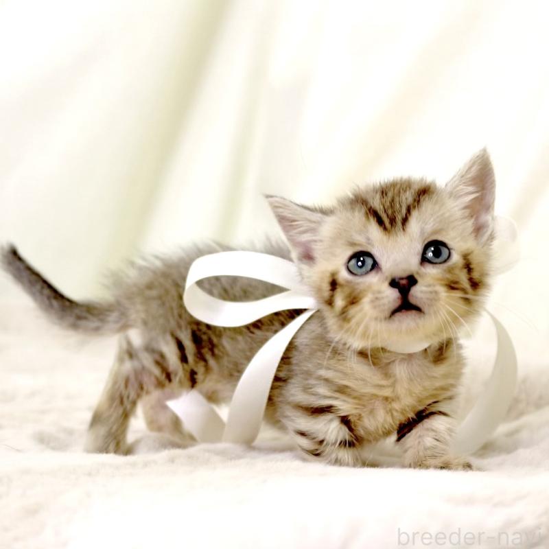 販売中の栃木県のジェネッタ-131406の5枚目