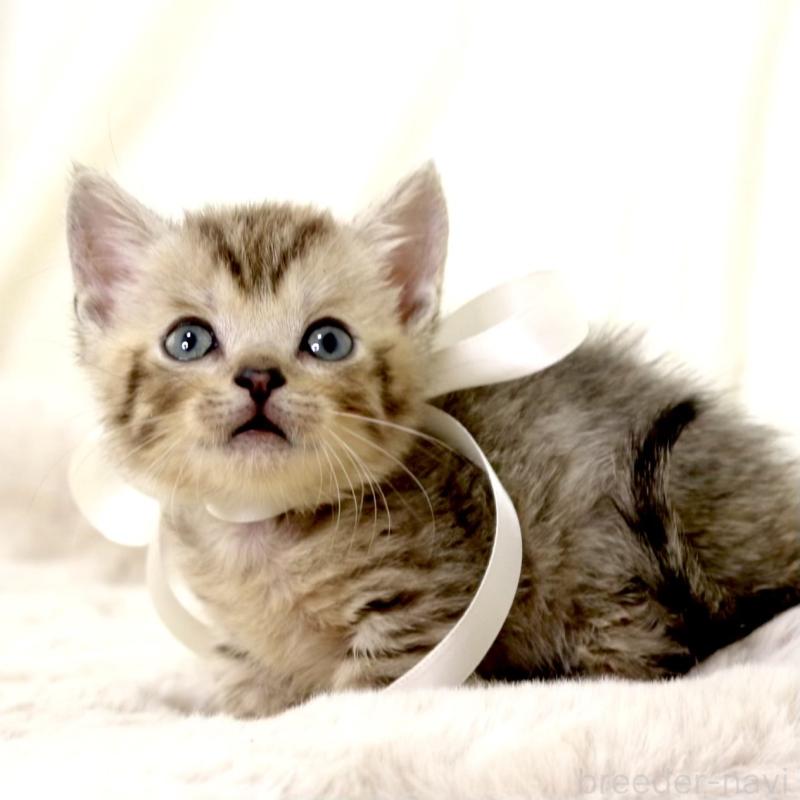 販売中の栃木県のジェネッタ-131406の4枚目