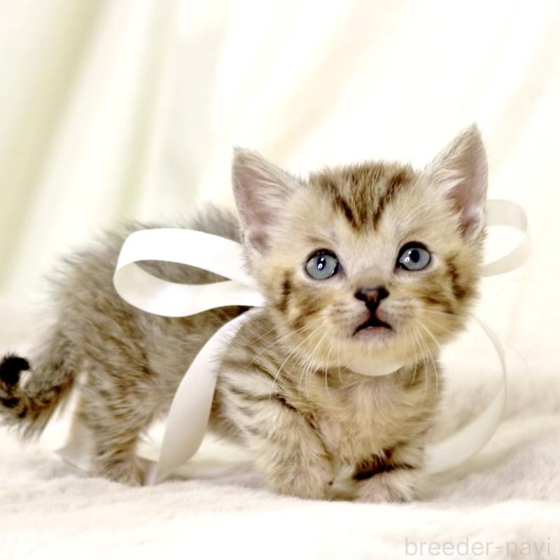 販売中の栃木県のジェネッタ-131406の3枚目