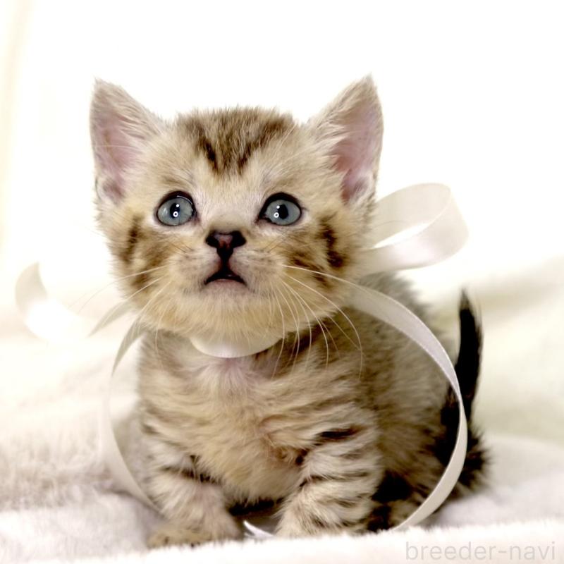 販売中の栃木県のジェネッタ-131406の2枚目