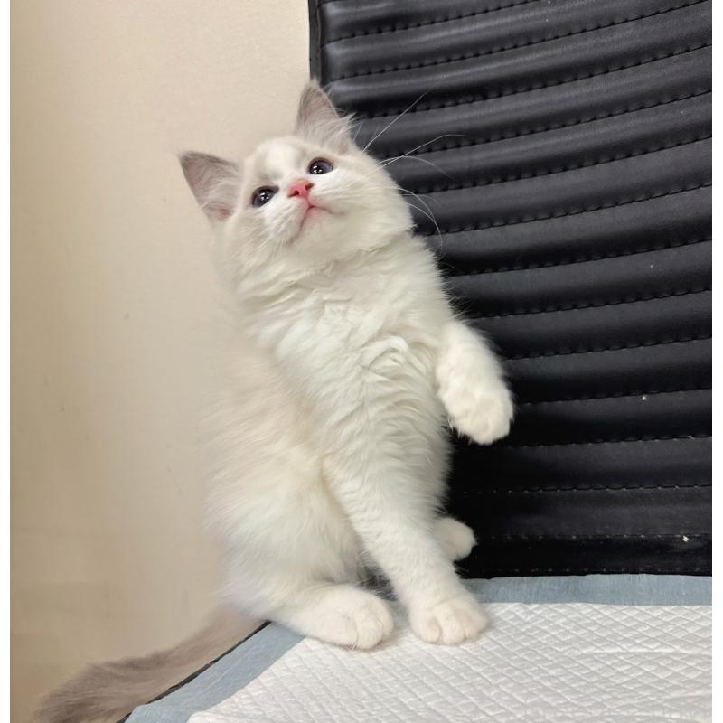 販売中の静岡県のラグドール-131407の4枚目