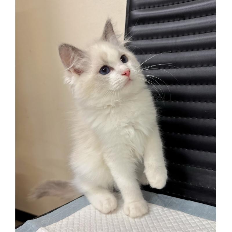 販売中の静岡県のラグドール-131407の3枚目