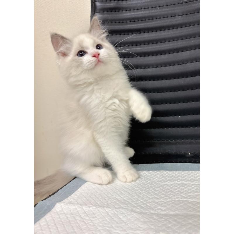 販売中の静岡県のラグドール-131407の2枚目