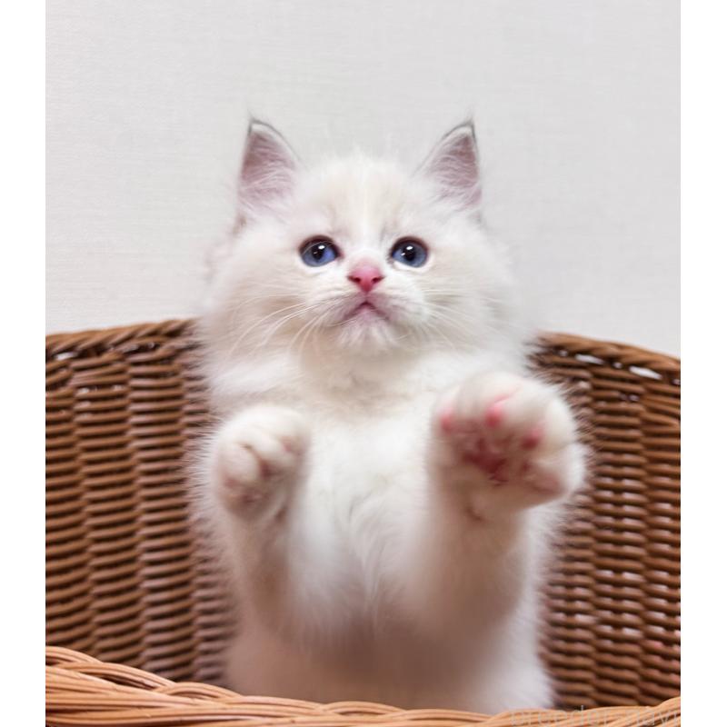 販売中ののラグドール-131408