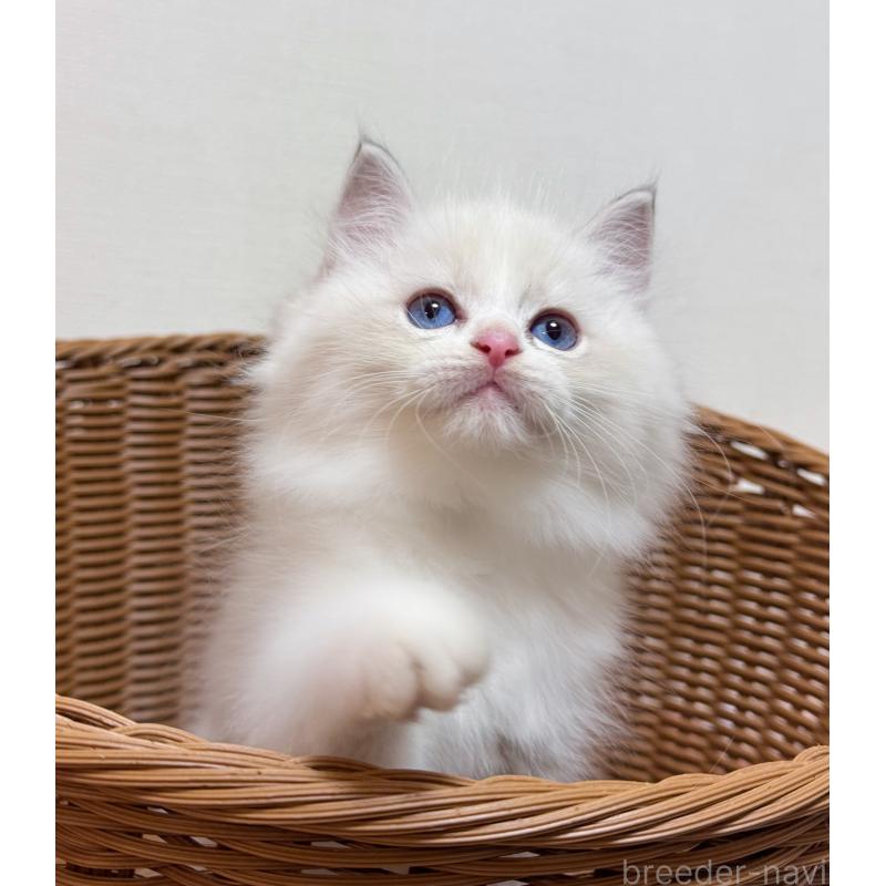 販売中の神奈川県のラグドール-131408の4枚目