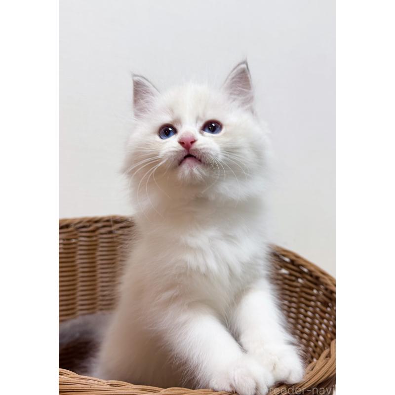 販売中の神奈川県のラグドール-131408の3枚目