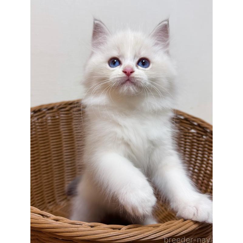 販売中の神奈川県のラグドール-131408の2枚目