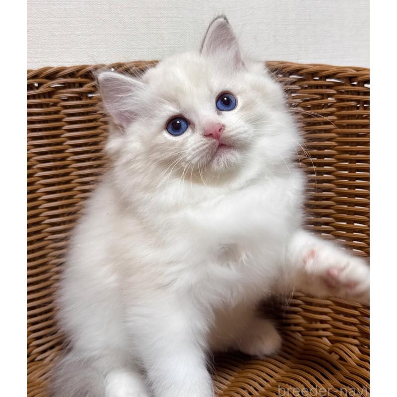 販売中の神奈川県のラグドール-131409の3枚目