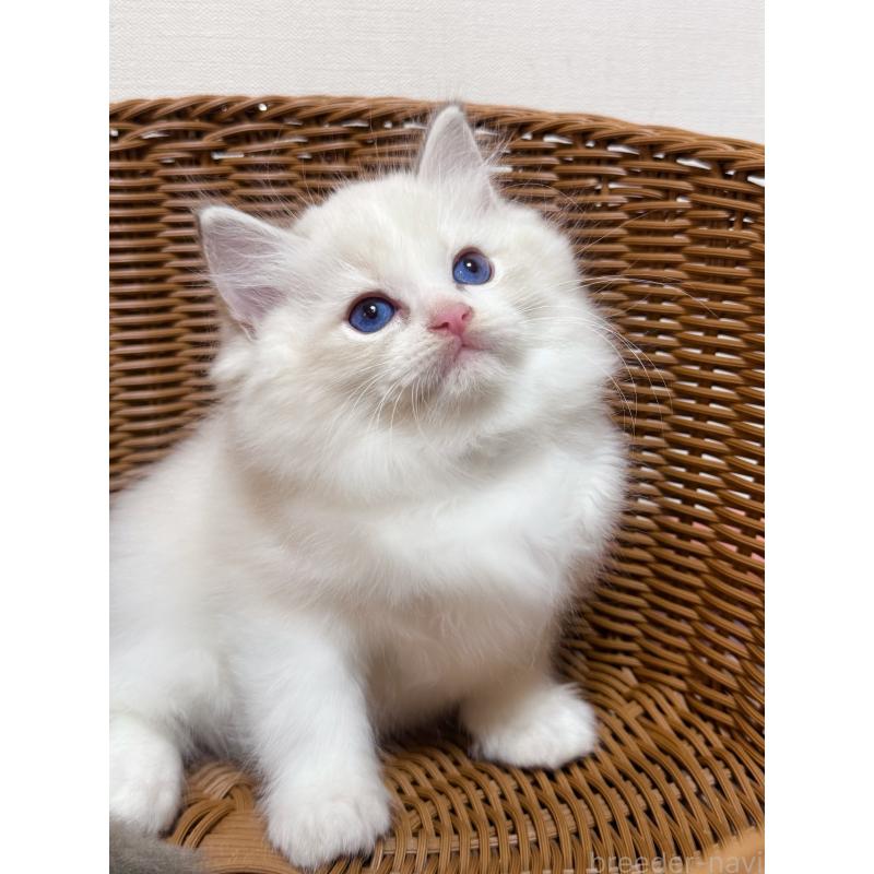 販売中の神奈川県のラグドール-131409の2枚目