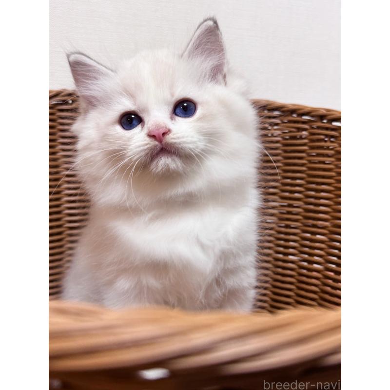 販売中の神奈川県のラグドール-131409の1枚目