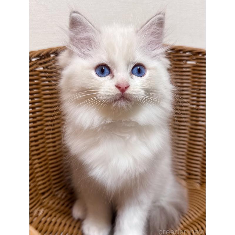 販売中の神奈川県のラグドール-131410の4枚目