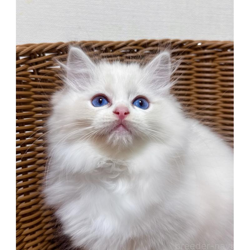 販売中の神奈川県のラグドール-131410の3枚目