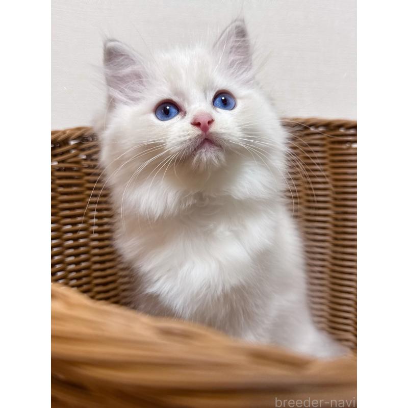 販売中の神奈川県のラグドール-131410