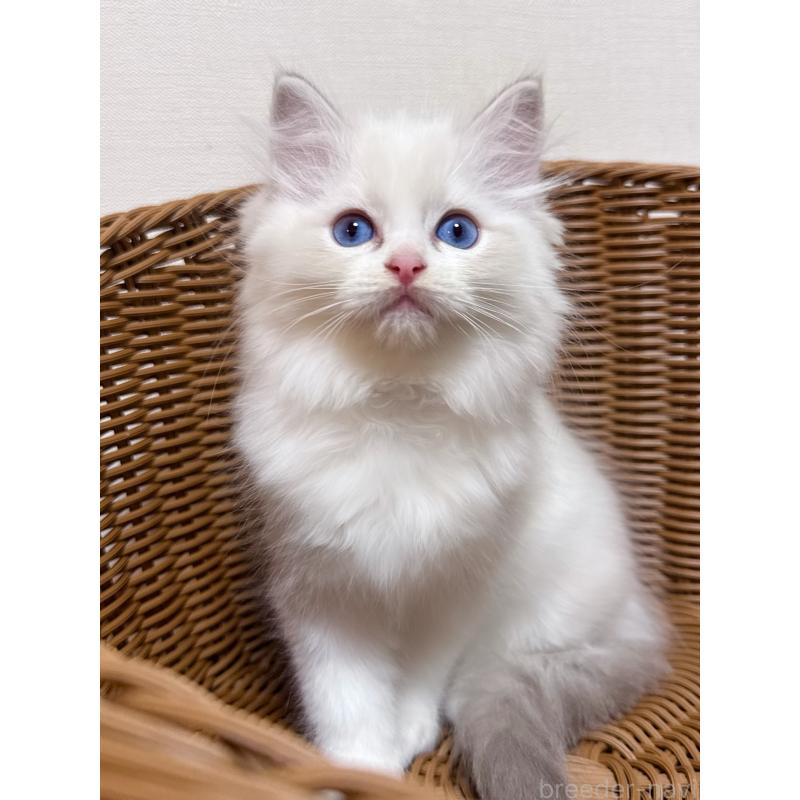 販売中の神奈川県のラグドール-131410の2枚目