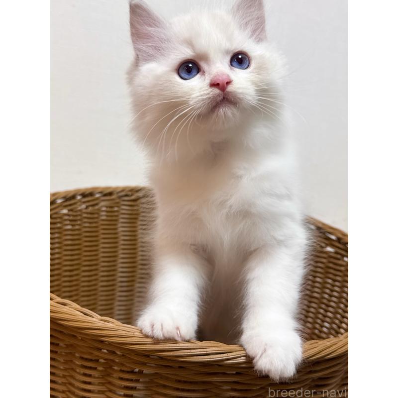 販売中の神奈川県のラグドール-131411の3枚目