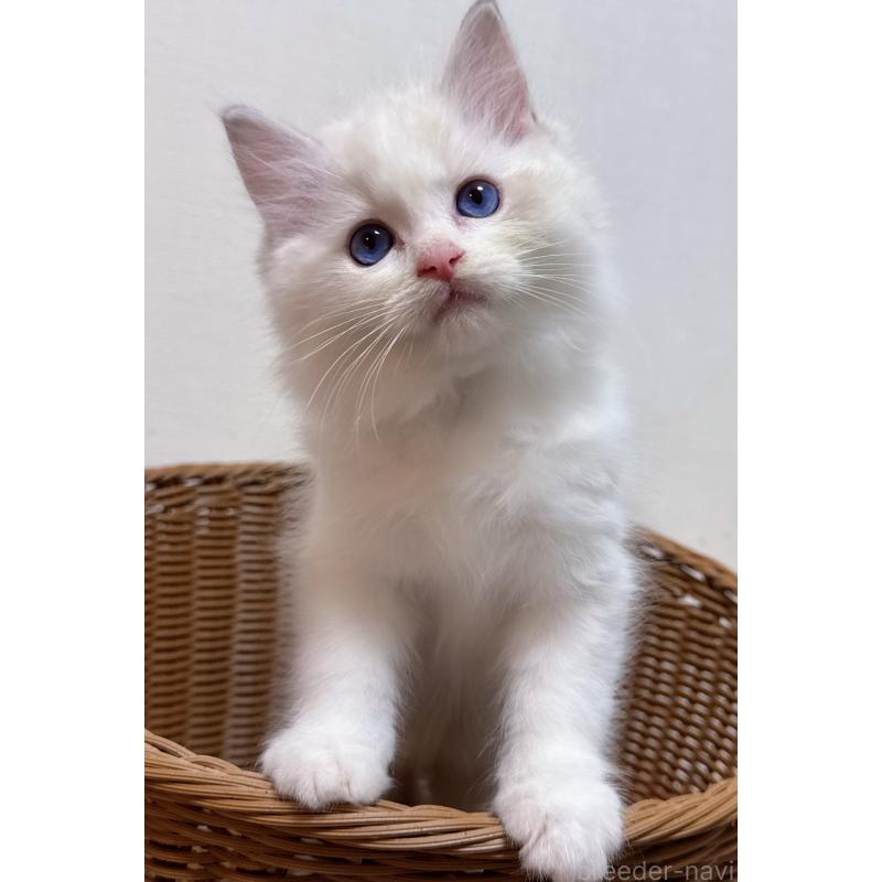 販売中の神奈川県のラグドール-131411