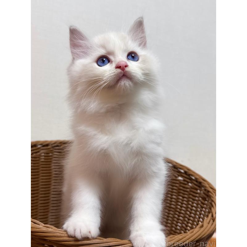 販売中の神奈川県のラグドール-131411の2枚目