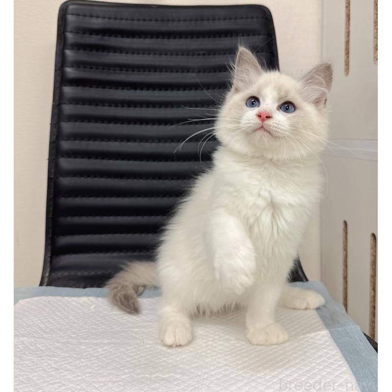 販売中の静岡県のラグドール-131412の5枚目