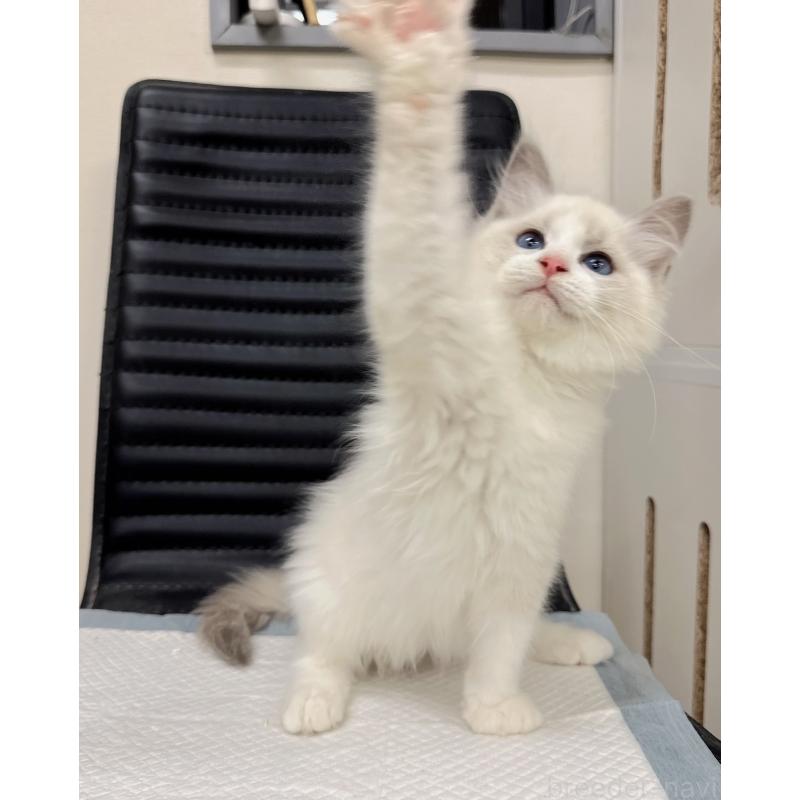 販売中の静岡県のラグドール-131412の4枚目