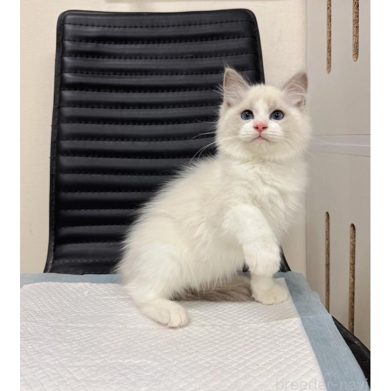 販売中の静岡県のラグドール-131412の3枚目