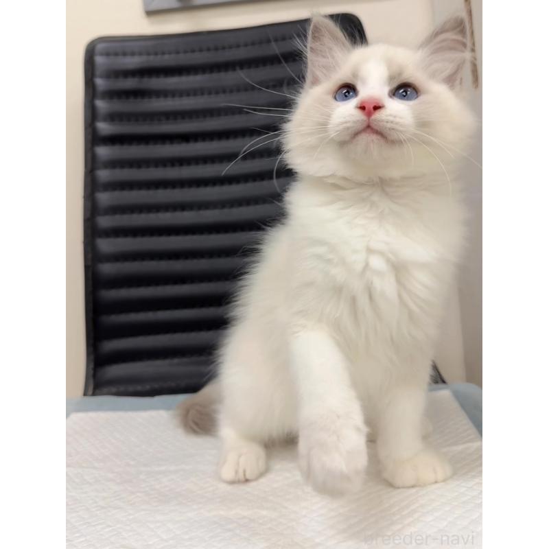 販売中の静岡県のラグドール-131412の2枚目