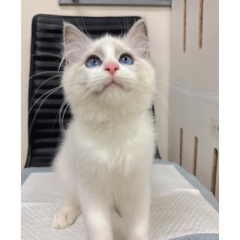 販売中の静岡県のラグドール-131413の5枚目