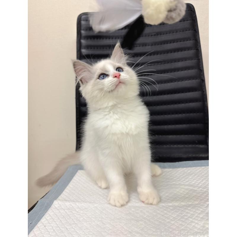 販売中の静岡県のラグドール-131413の4枚目