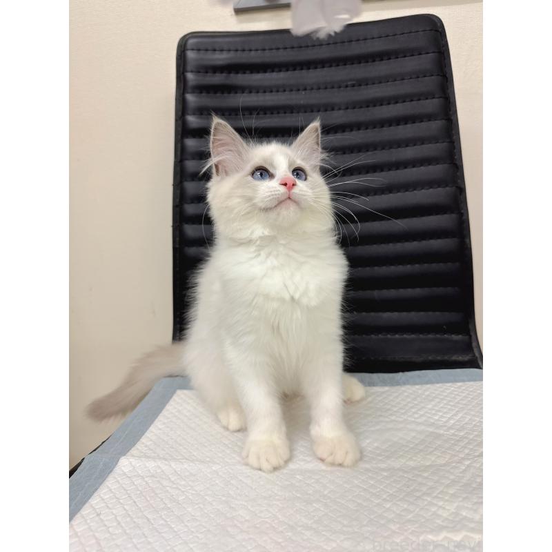 販売中の静岡県のラグドール-131413の3枚目